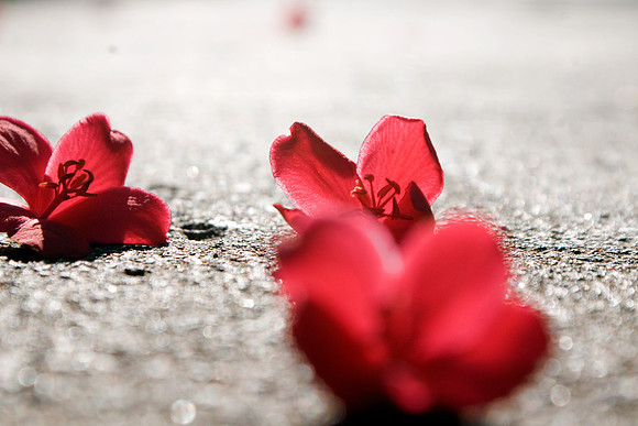 Flowers on a Sidewalk, Maui