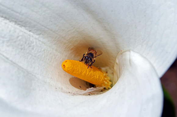 Flower and Bee, El Salvador