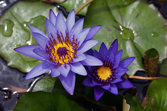 Lotus, India