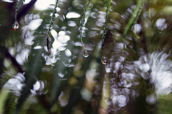 Drop of Water on a Fern, Hawai`i Island