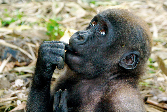 gorilla, africa, poaching, conservation, apes, africa, "monica szczupider"