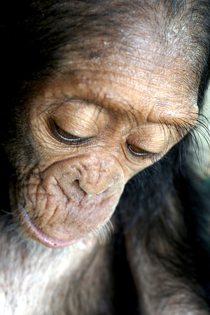 chimpanzee, wildlife, primates, apes, endangered, portrait, forest, africa, conservation, "monica szczupider"