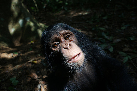 chimpanzee, wildlife, primates, apes, endangered, portrait, forest, africa, conservation, "monica szczupider"