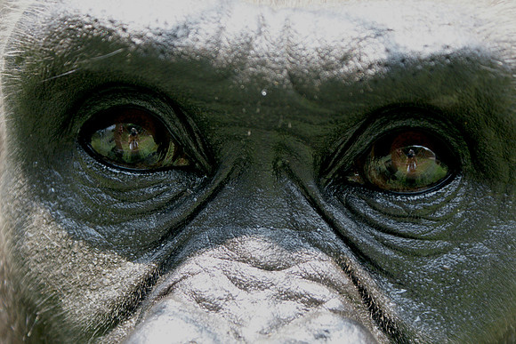 gorilla, wildlife, primates, apes, endangered, portrait, forest, africa, conservation, "monica szczupider"