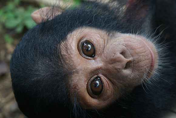 chimpanzee, wildlife, primates, apes, endangered, portrait, forest, africa, conservation, "monica szczupider"