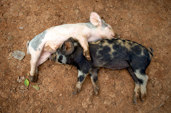 pig, animals, love, ranch, rural, farm, "monica szczupider"