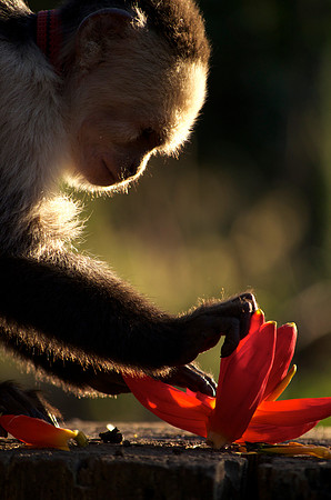 "white faced", "white fronted", capuchin, "central america", nicaragua, monkey, "monica szczupider"