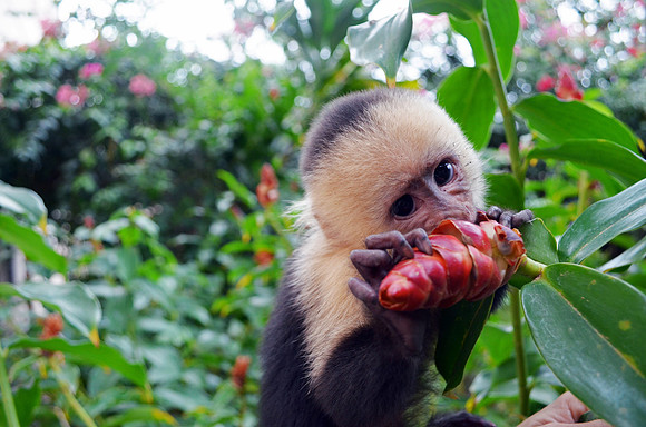 "white faced", "white fronted", capuchin, "central america", nicaragua, monkey, "monica szczupider"