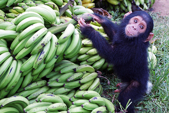 chimpanzee, wildlife, primates, apes, endangered, portrait, forest, africa, conservation, "monica szczupider"