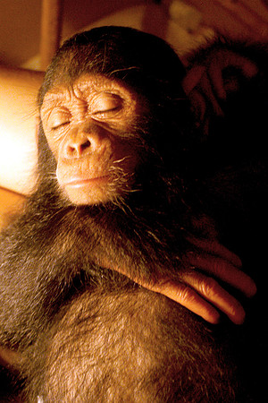 chimpanzee, wildlife, primates, apes, endangered, portrait, forest, africa, conservation, "monica szczupider"