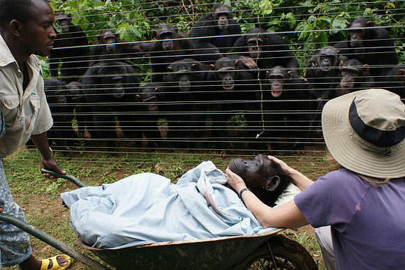 chimpanzee, wildlife, primates, apes, endangered, portrait, forest, africa, conservation, "monica szczupider"