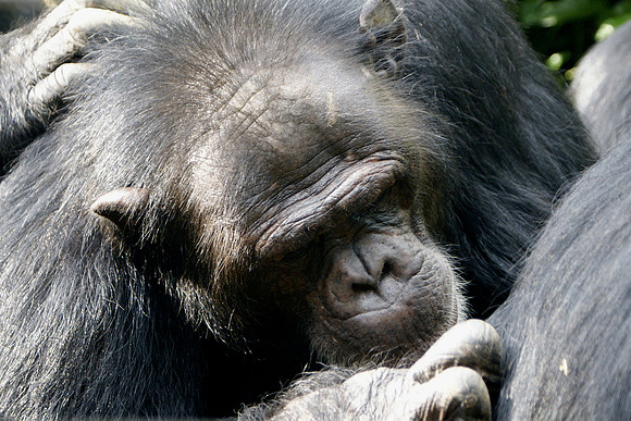 chimpanzee, wildlife, primates, apes, endangered, portrait, forest, africa, conservation, "monica szczupider"