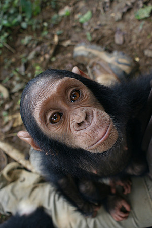 chimpanzee, primate, ape, wildlife, africa, conservation, "monica szczupider"