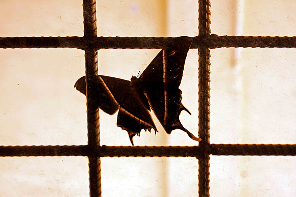 butterfly, camobodia, animal, insect, "monica szczupider"