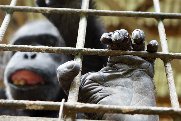 chimpanzee, rescue, africa, poaching, "wildlife trade", conservation, "monica szczupider", primate, animal, apes