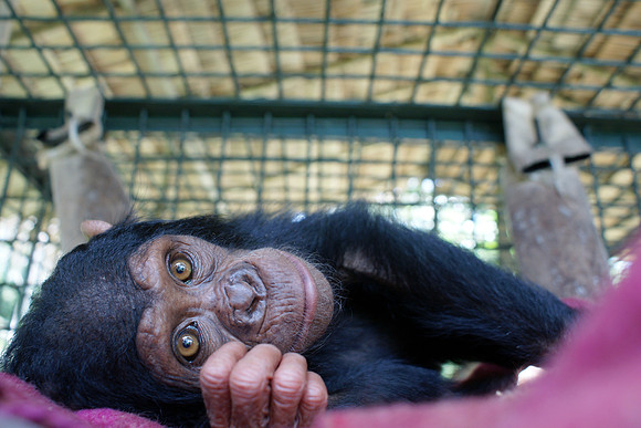 chimpanzee, rescue, africa, poaching, "wildlife trade", conservation, "monica szczupider", primate, animal, apes