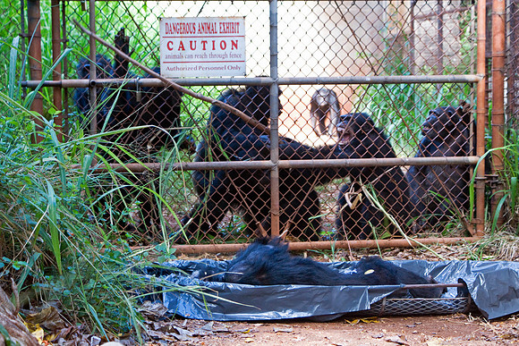 chimpanzee, primate, ape, behavior, zoo, funeral, death, "monica szczupider"