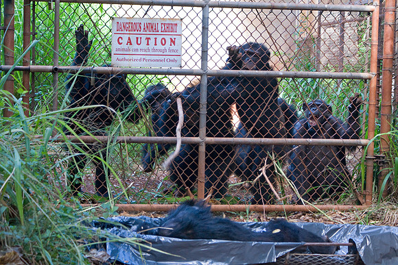 chimpanzee, primate, ape, behavior, zoo, funeral, death, "monica szczupider"