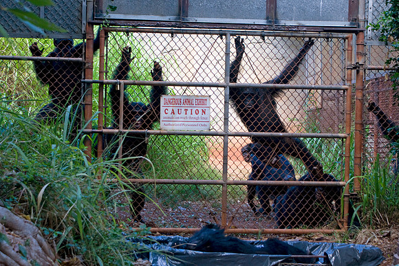 chimpanzee, primate, ape, behavior, zoo, funeral, death, "monica szczupider"