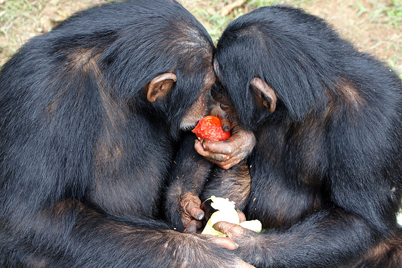 chimpanzee, rescue, africa, poaching, "wildlife trade", conservation, "monica szczupider", primate, animal, apes