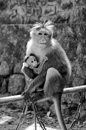 monkey, primate, mom, baby, family, animal, love, "monica szczupider"