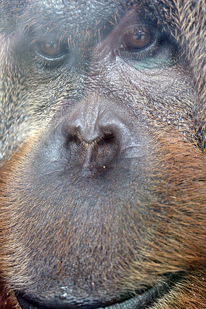 orangutan, primate, ape, portrait, male, "monica szczupider"