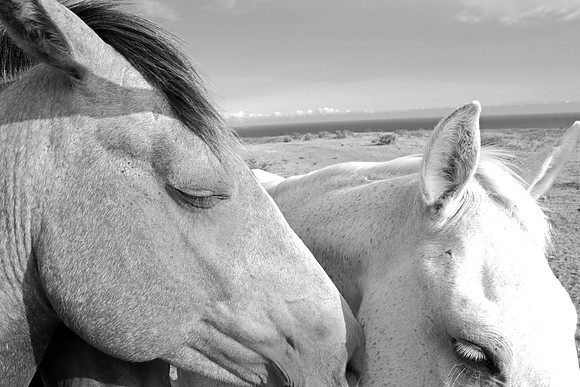 horses, "black and white", animal, love, affection, "monica szczupider"