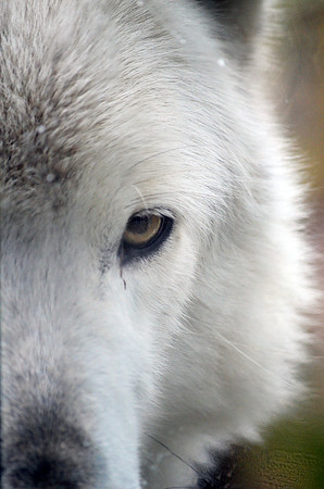 wolf, canine, close, up, animal, totem, "monica szczupider"