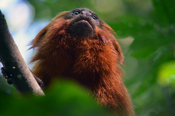 golden, lion, tamarin, "new world", monkey, brazil, atlantic, forest, rainforest, endangered, primate