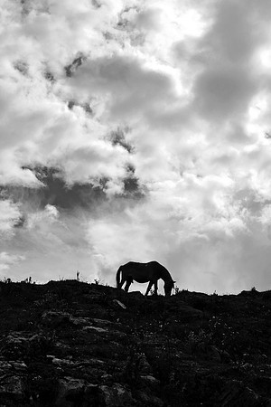 horse, "black and white", "monica szczupider", clouds