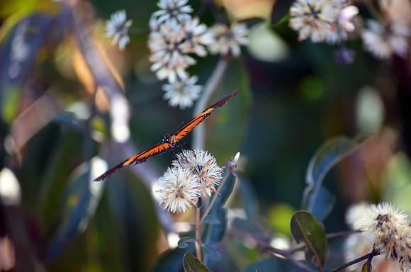 Butterfly, brazil,
