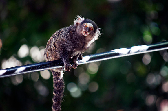 primate, monkey, new-world, brazil, south america, marmoset