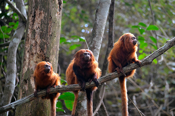 golden, lion, tamarin, "new world", monkey, brazil, atlantic, forest, rainforest, endangered, primate