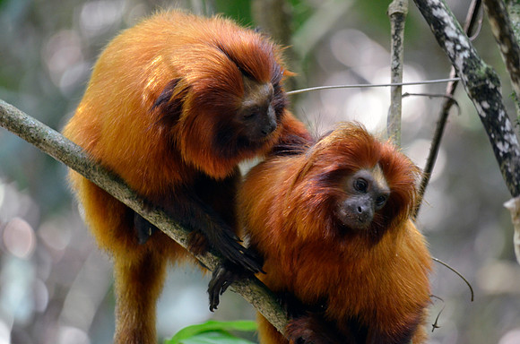 golden, lion, tamarin, "new world", monkey, brazil, atlantic, forest, rainforest, endangered, primate